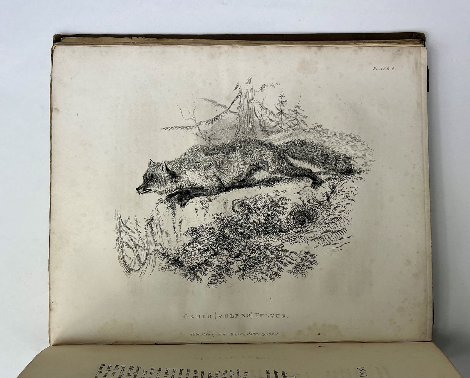 FAUNA BOREALI-AMERICANA; OR THE ZOOLOGY OF THE NORTHERN PARTS OF BRITISH AMERICA: -  image 6