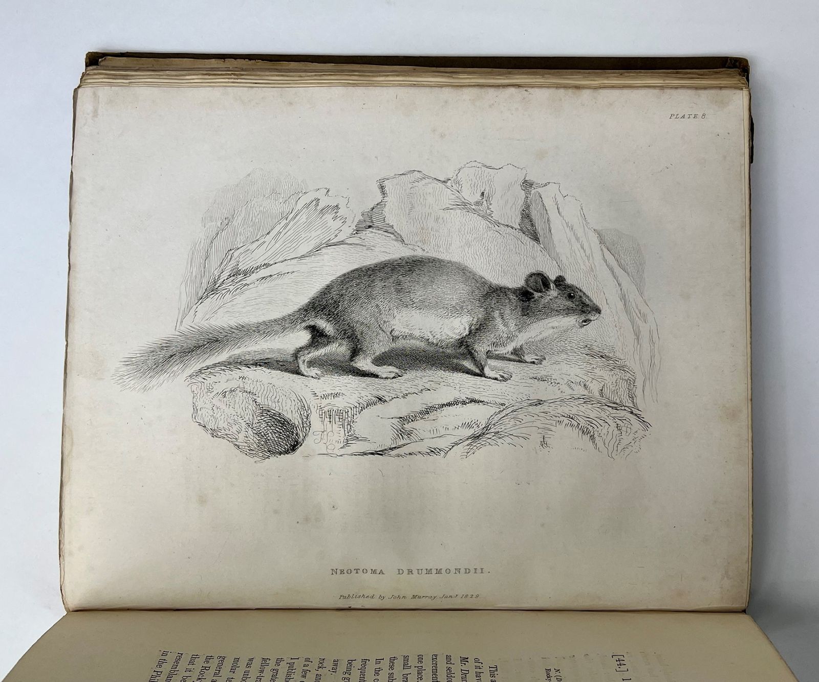 FAUNA BOREALI-AMERICANA; OR THE ZOOLOGY OF THE NORTHERN PARTS OF BRITISH AMERICA: -  image 7