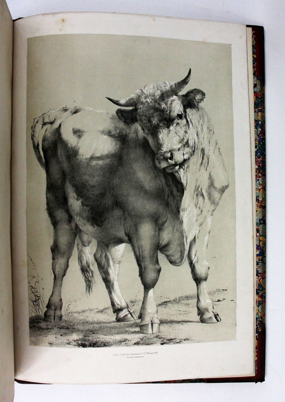 GROUPS OF CATTLE, DRAWN FROM NATURE. -  image 7
