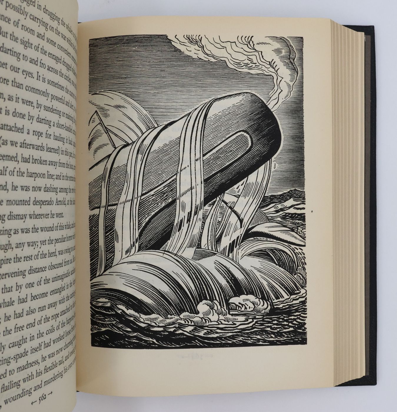 MOBY DICK, -  image 6