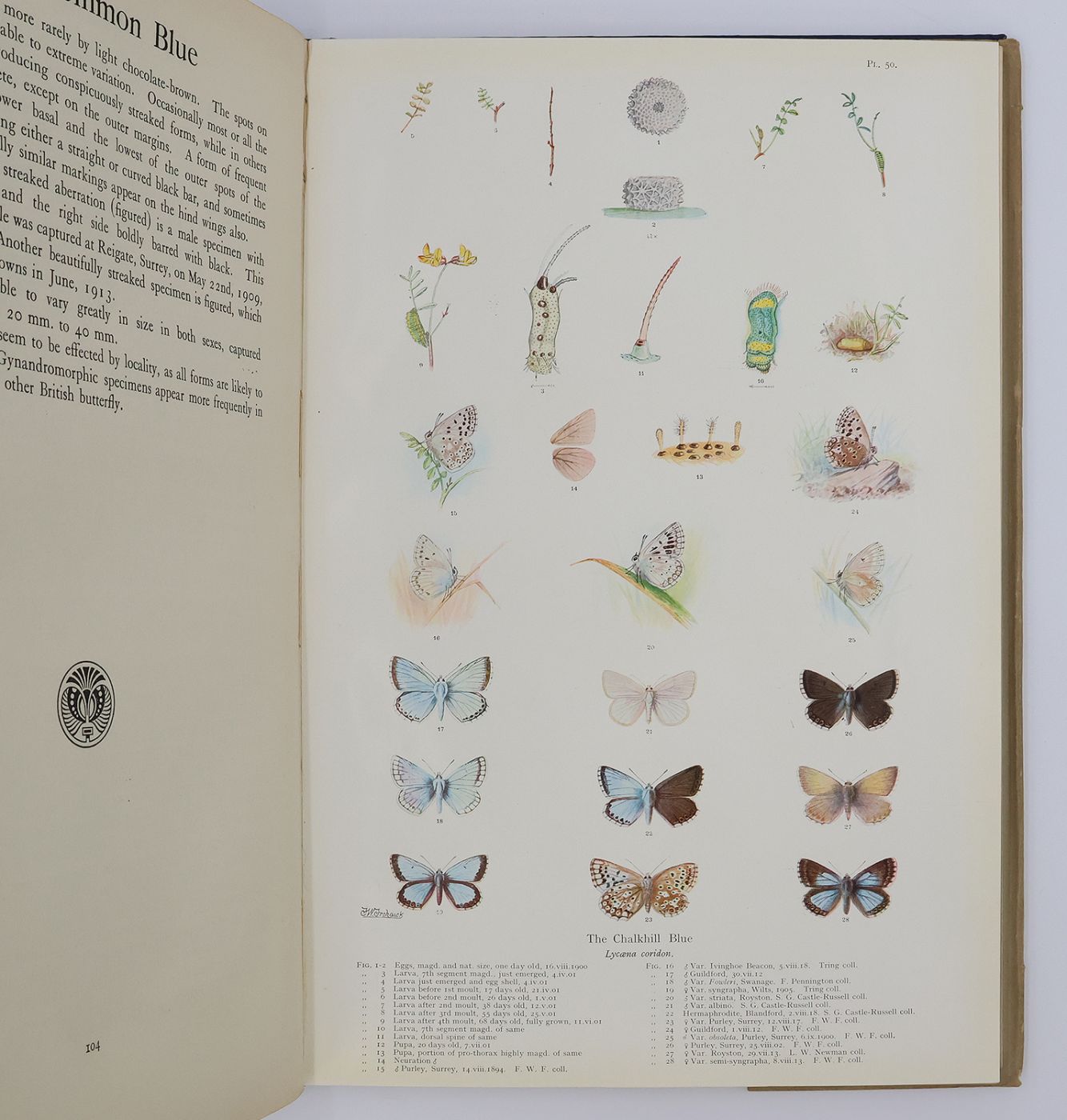 NATURAL HISTORY OF BRITISH BUTTERFLIES. -  image 10