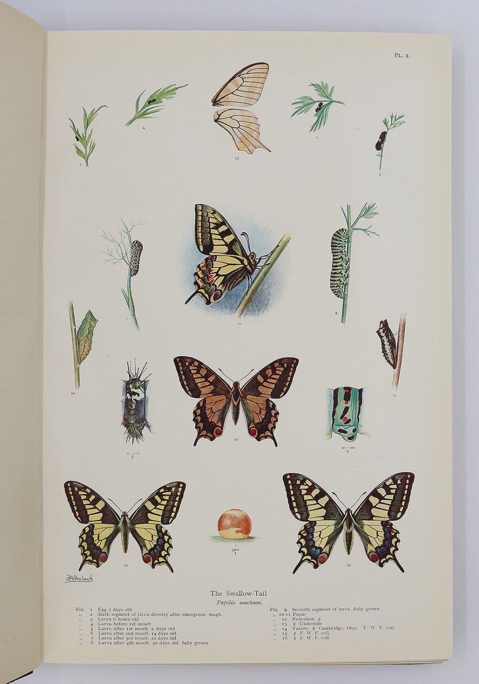 NATURAL HISTORY OF BRITISH BUTTERFLIES. -  image 6