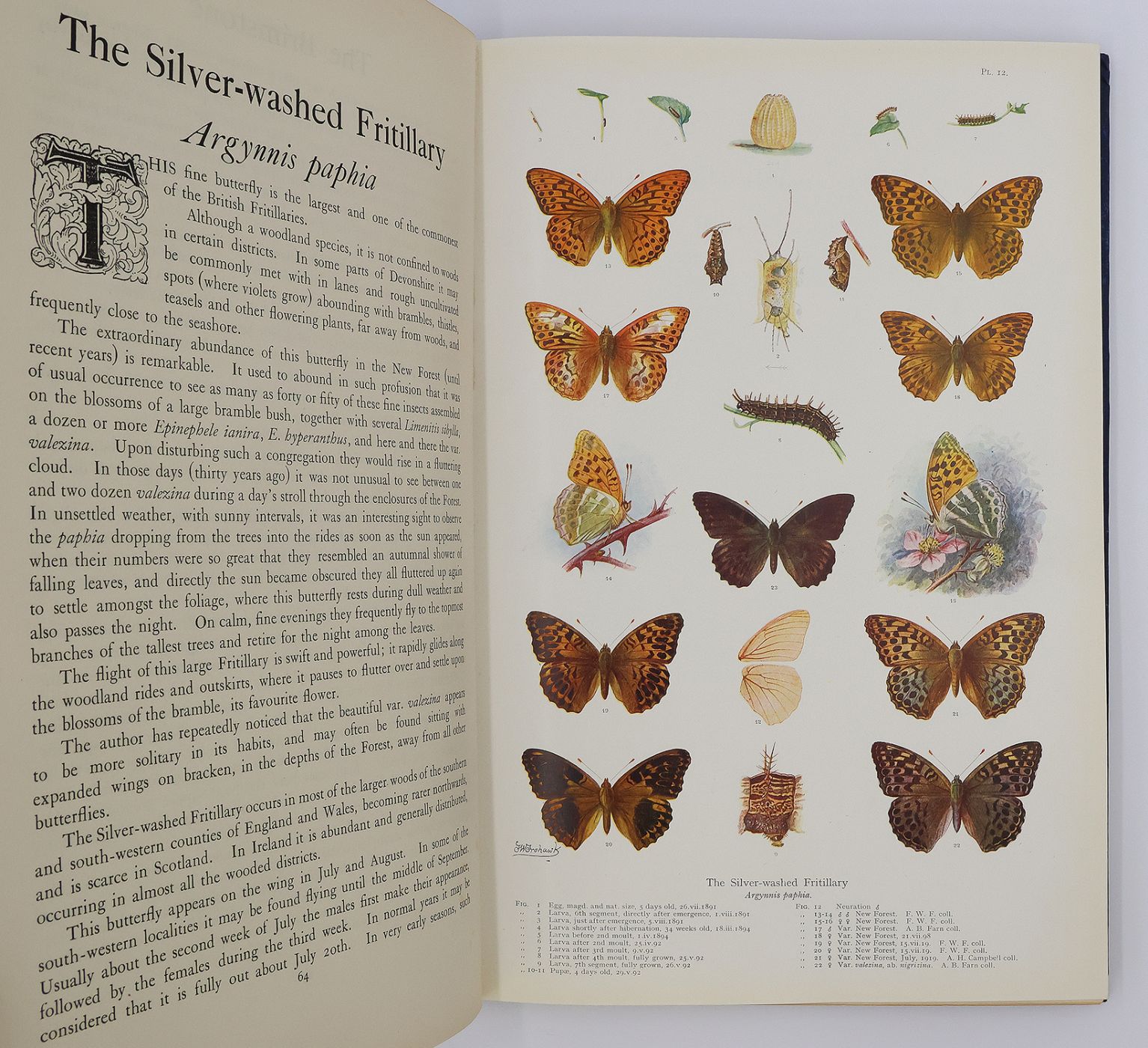 NATURAL HISTORY OF BRITISH BUTTERFLIES. -  image 7