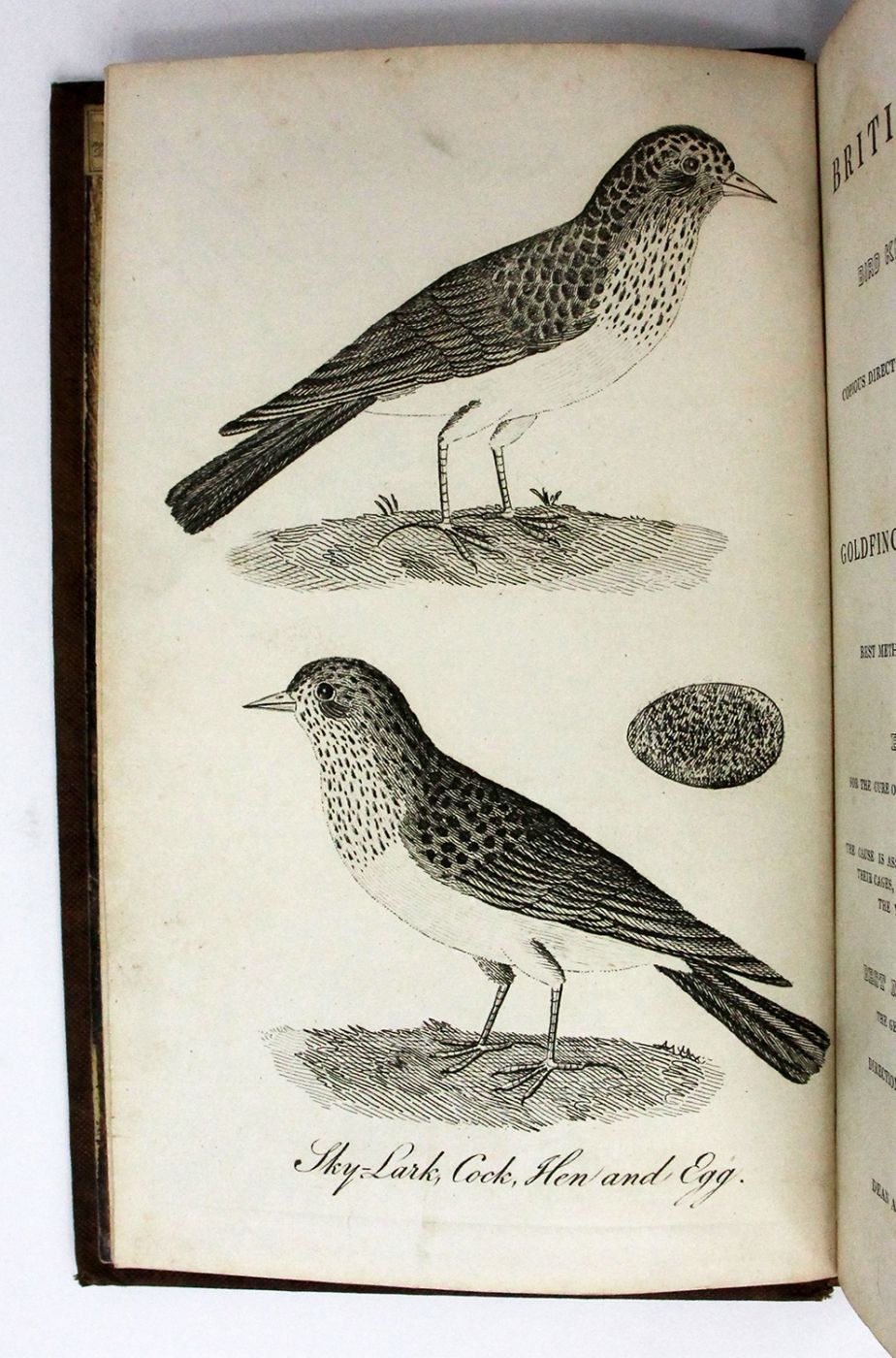 THE BRITISH AVIARY, AND BIRD KEEPER'S COMPANION: -  image 4