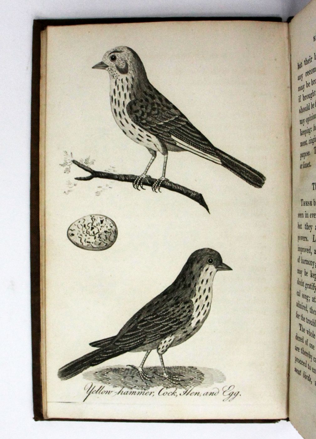 THE BRITISH AVIARY, AND BIRD KEEPER'S COMPANION: -  image 5