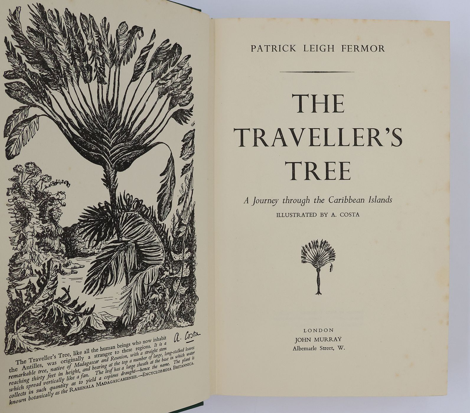 THE TRAVELLER'S TREE. -  image 4